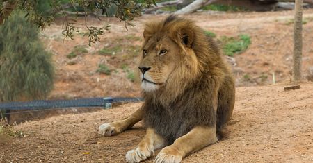 Tragedia w zoo. Szczątki nastolatka znalezione w lwiej zagrodzie