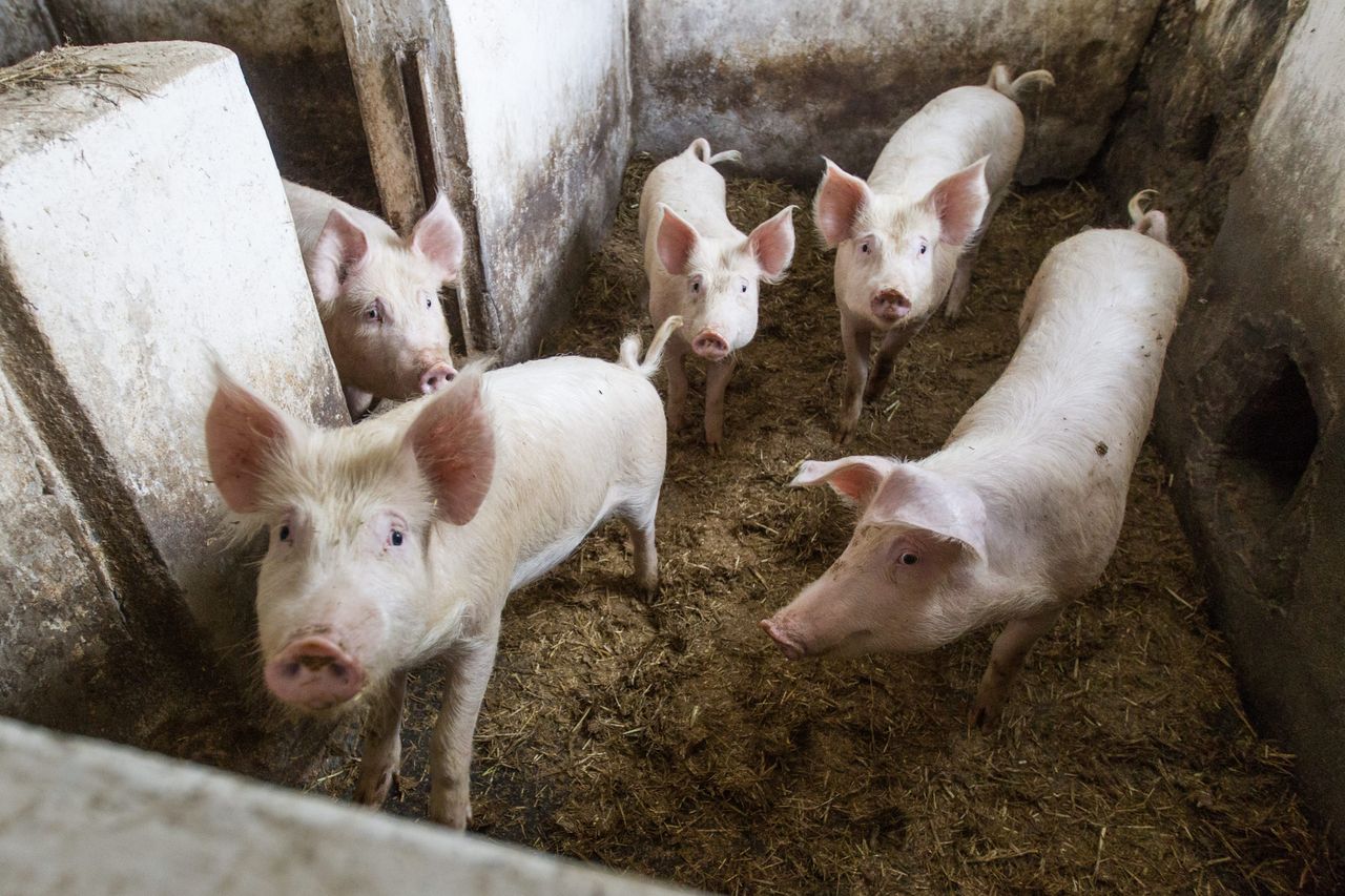 20 razy więcej świń niż ludzi. Mieszkańcy Przyborowa kłócą się o trzodę