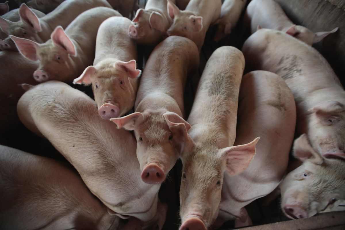 Holandia. Znaleziono 1200 martwych świń. Miał ich doglądać Polak
