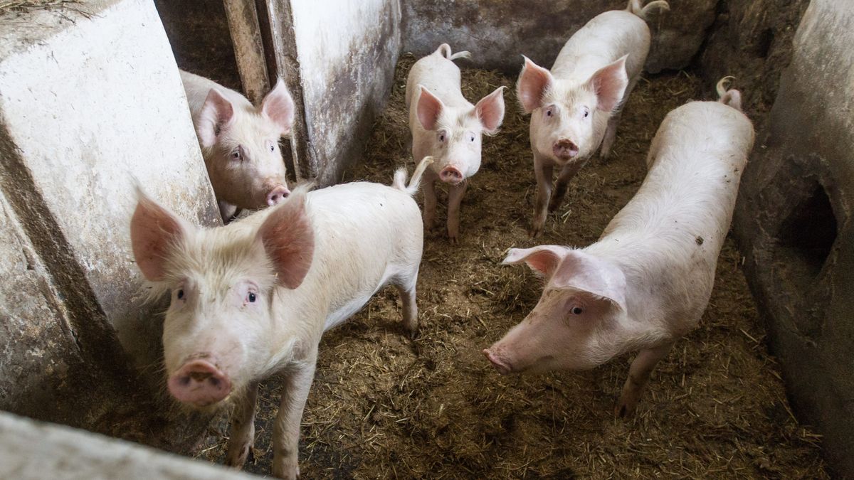 Litwini uważają, że to Polacy złamali porozumienie