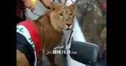 Irak: Protestujących szczuto psami. W odpowiedzi przyprowadził lwa [Wideo]