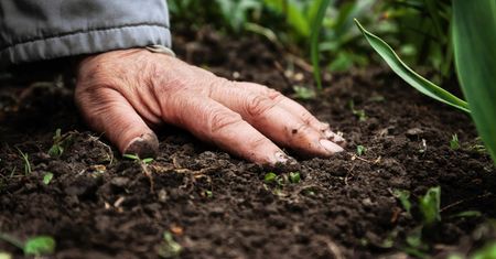 Odkryli nowy antybiotyk. Znajduje się w ziemi i zabija superbakterię odporną na leki