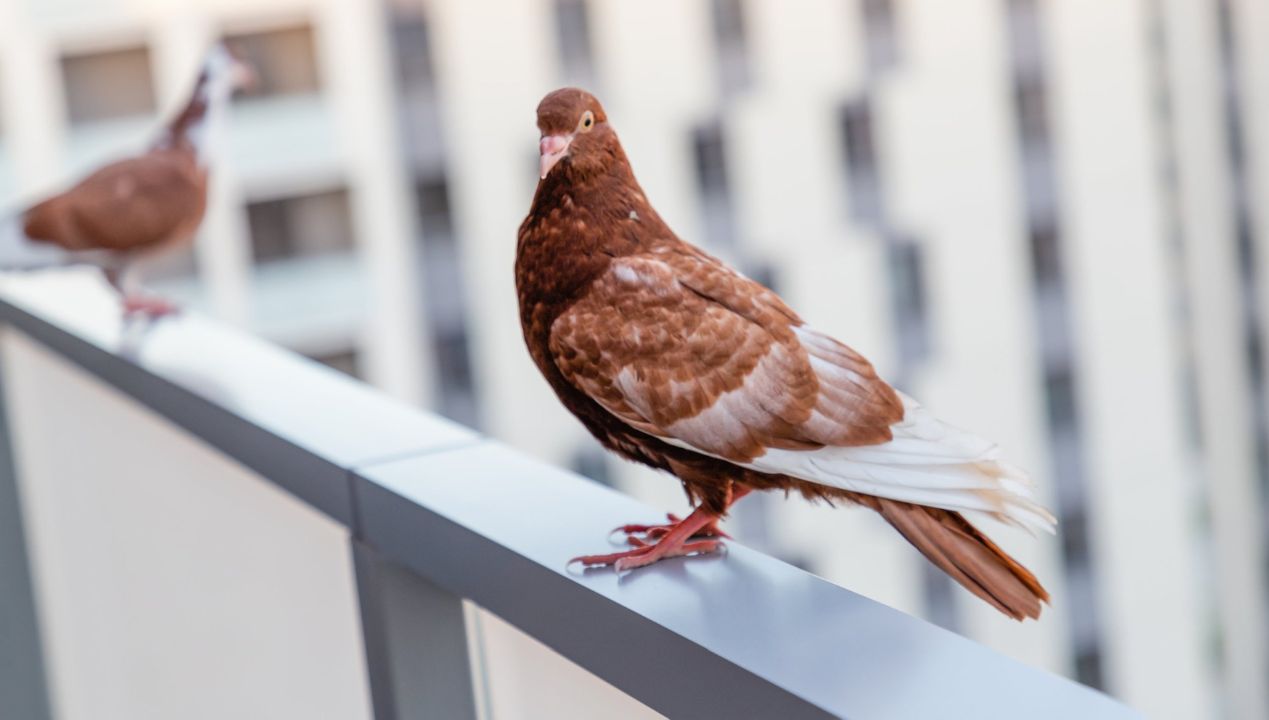 Moja babcia zawsze na wiosnę pryska balkon tą miksturą. Gołębie omijają go z daleka