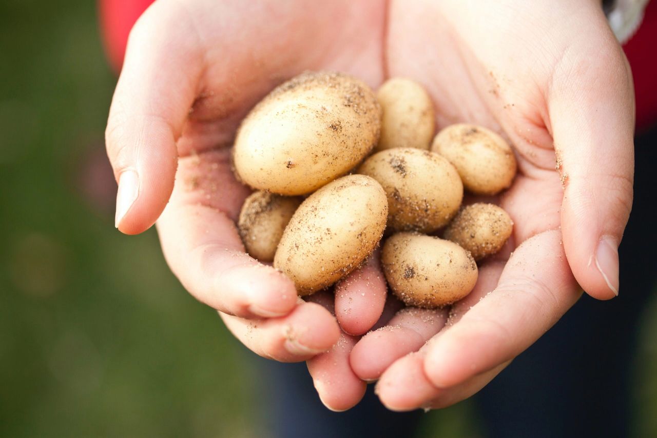 Młode ziemniaki. Fot. Pexels