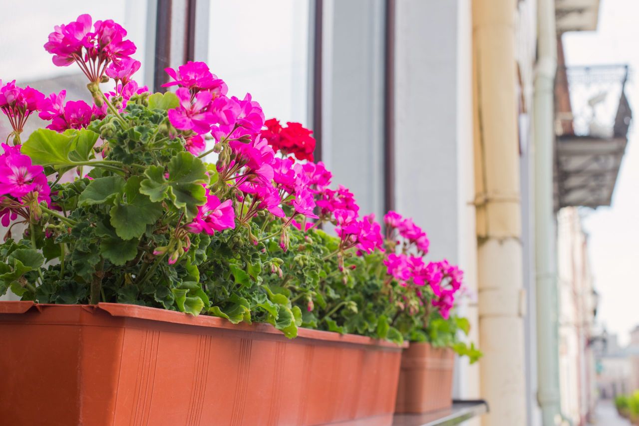 Balcony flowers,blossom of pink geranium  in town