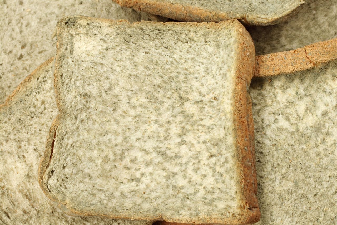 Moldy bread texture background, ideas of inedible food and expired.