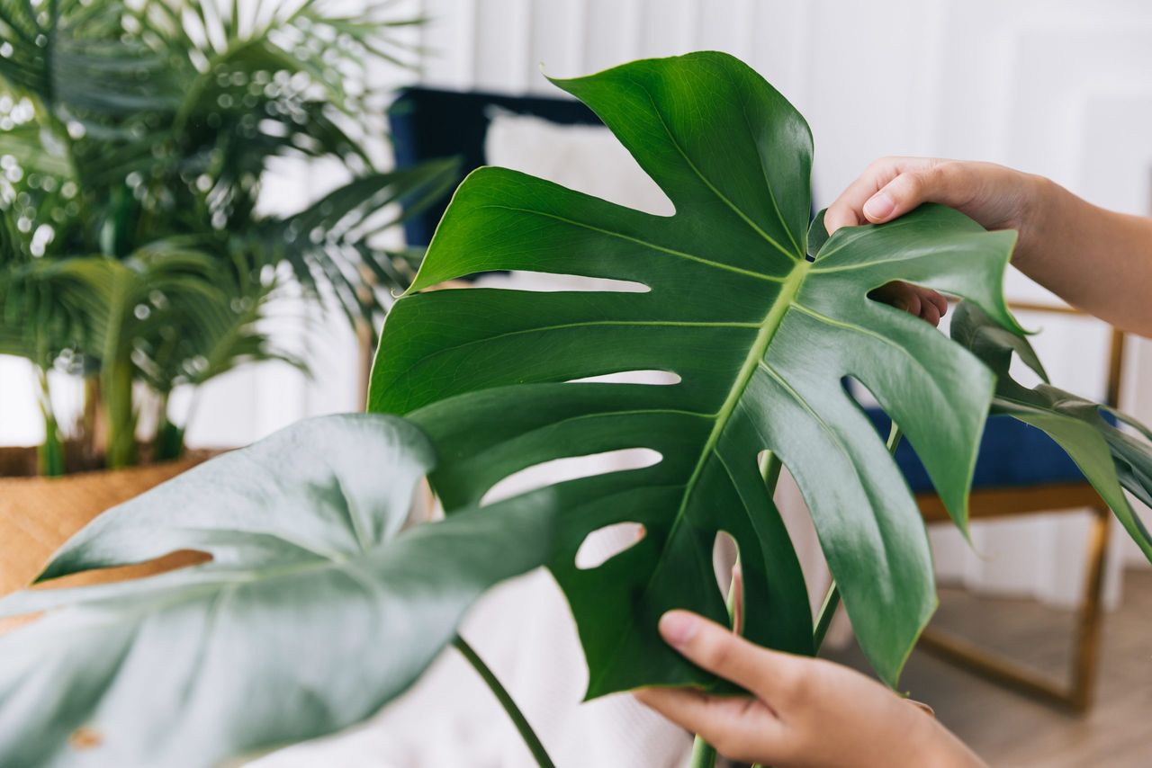 Young Asian women's hands gently touch the leaves of the house plant Monstera Deliciosa with care. Monstera lover at home. The concept of plant care.