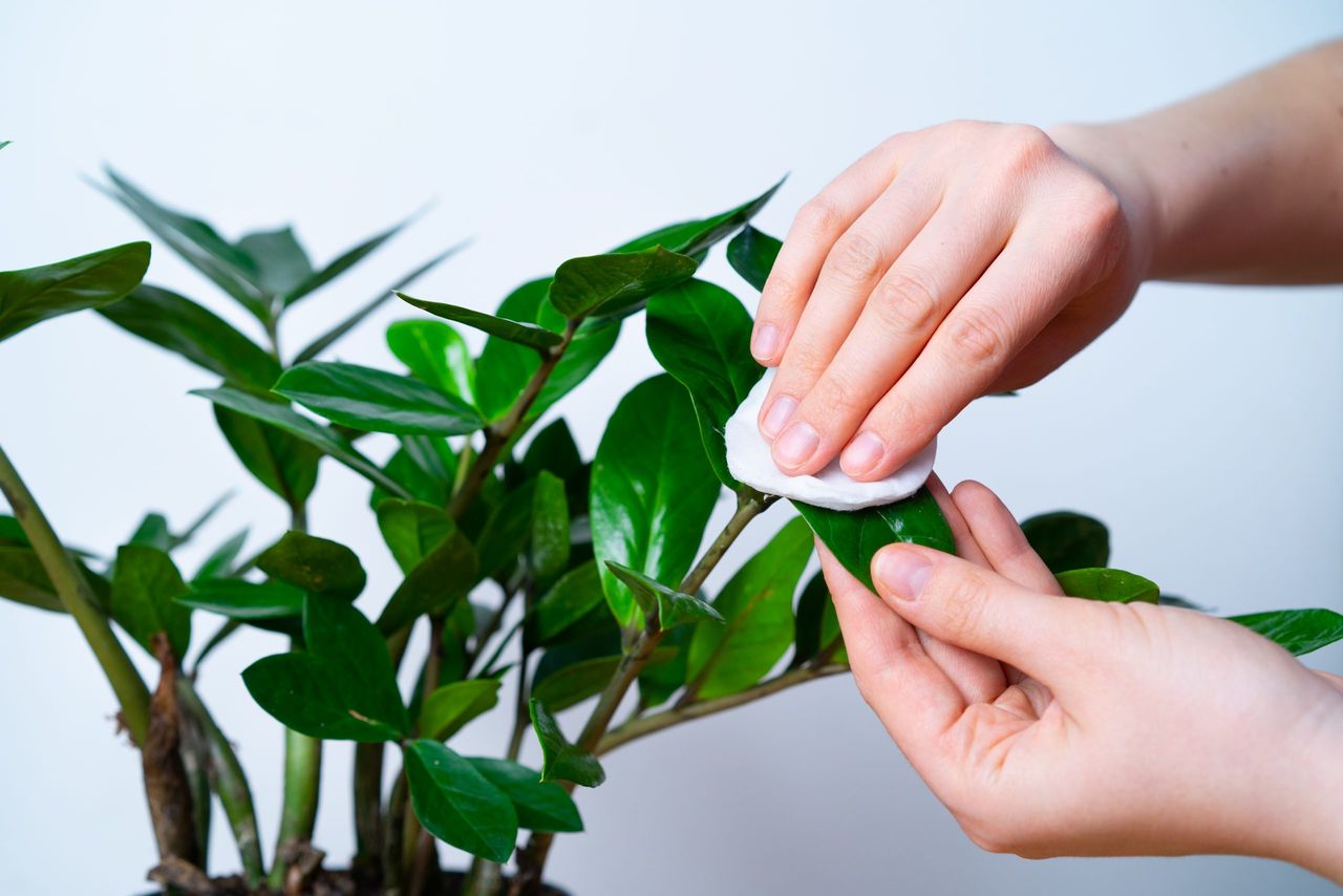 care for houseplants, hands wipe dust from the leaves of flowers, zamioculcas.