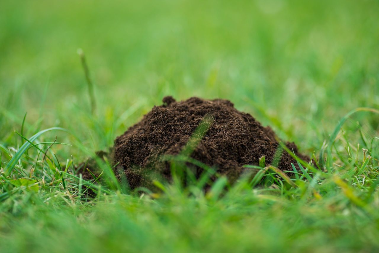 Pile of pure ecological soil on the fresh green grass