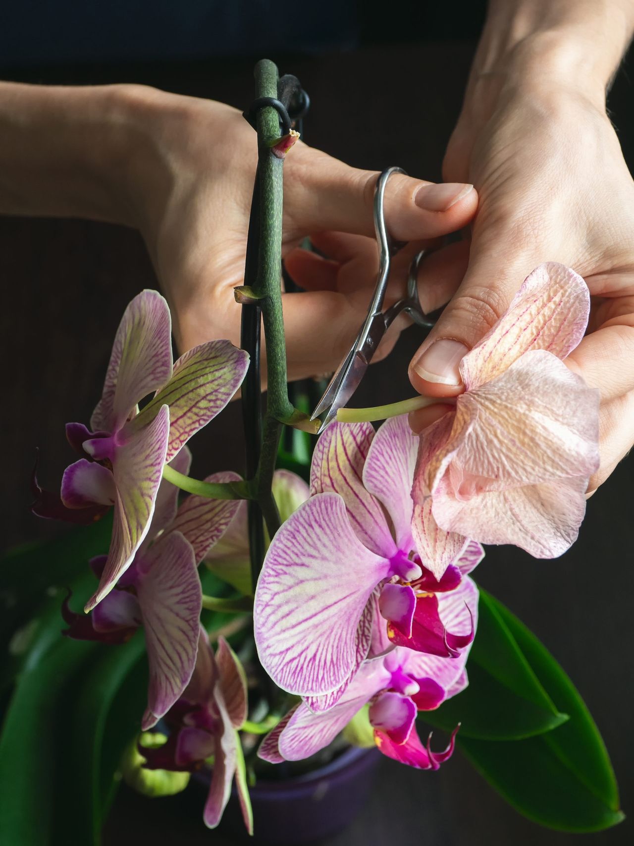 Pruning damaged orchid flowers with scissors. Home gardening, orchid breeding. Dry deep purple flower. Insects, pests of indoor plants, death of orchids. Vertical view.