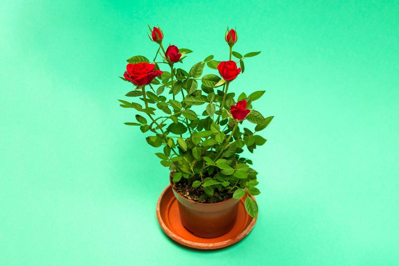 Red roses in a pot on a green background. Copy space.