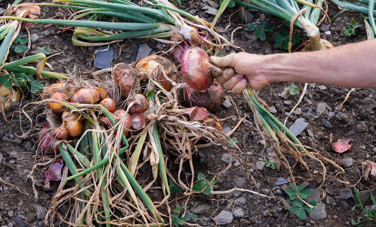Freshly picked onions in a pile on the ground. Hand with an onion.