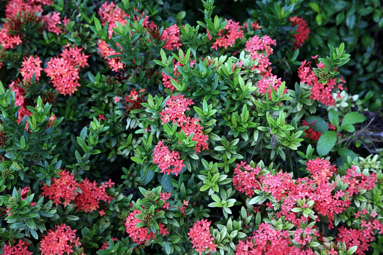 a close up photo of vibrant flowers in bloom