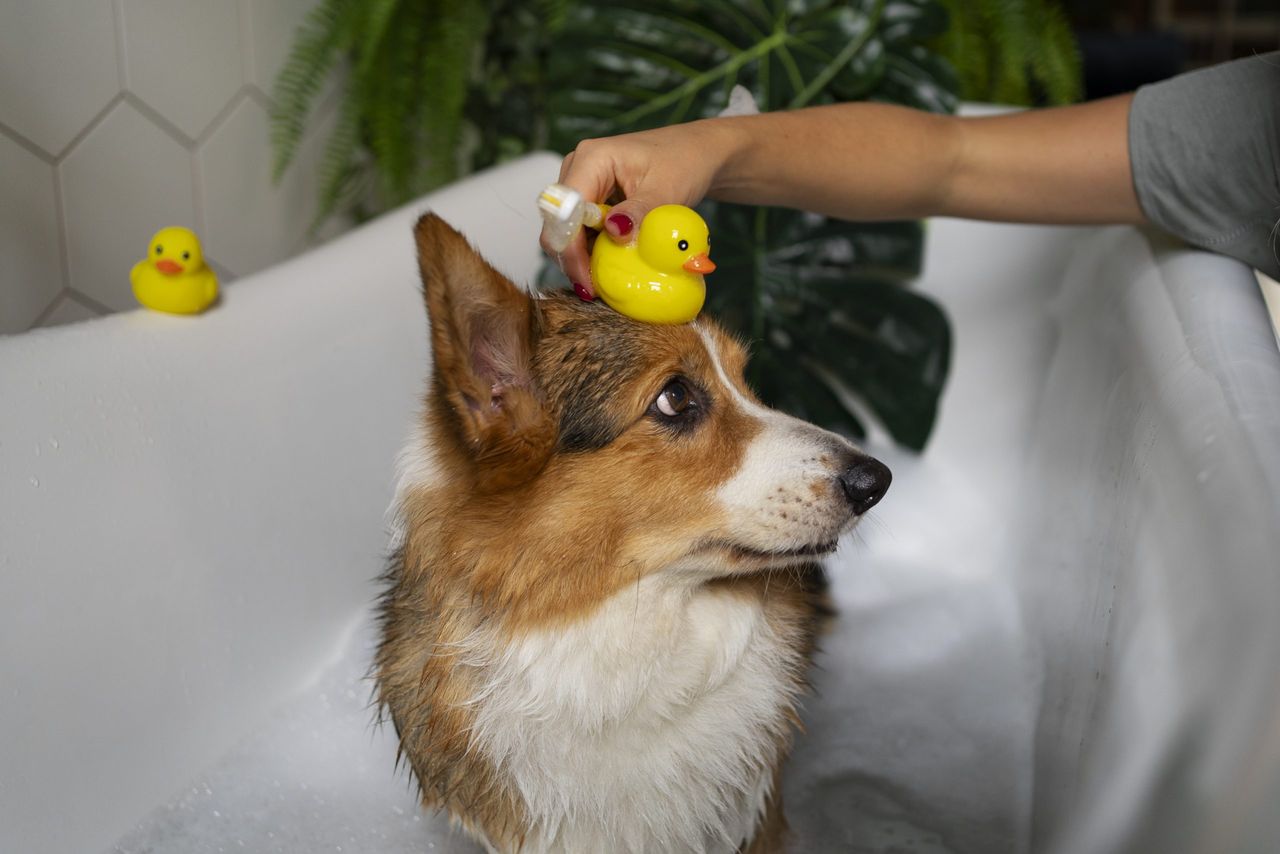 domowy szampon dla psa, fot. Freepik.com
