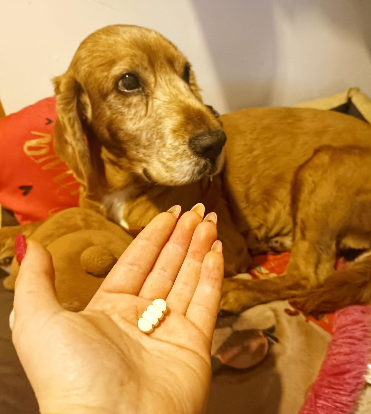 co zrobić żeby pies zjadł tabletkę, fot. Genialne.pl