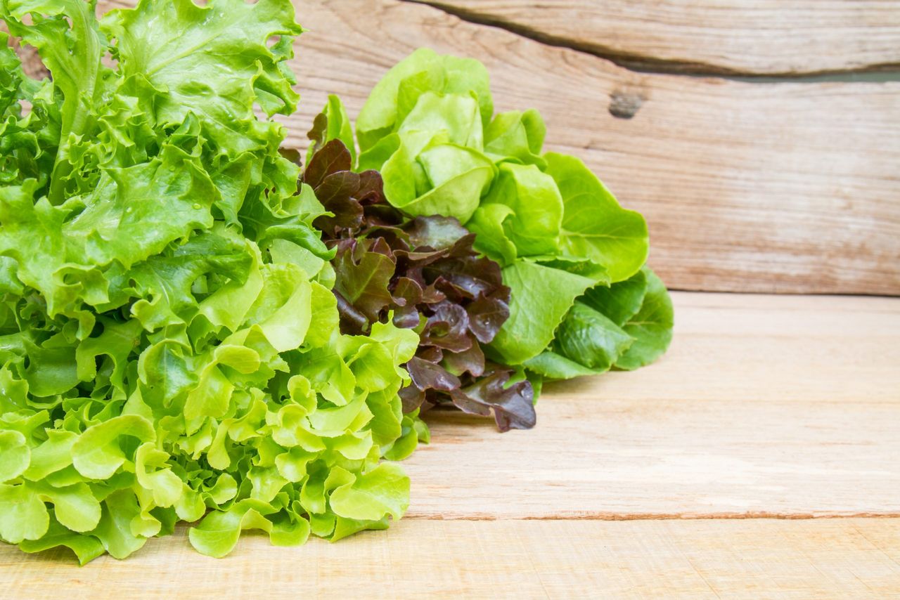 Vegetables for salad consisting of Cos lettuce, Butter head, Red oak, Green oak and Coral on wood table.