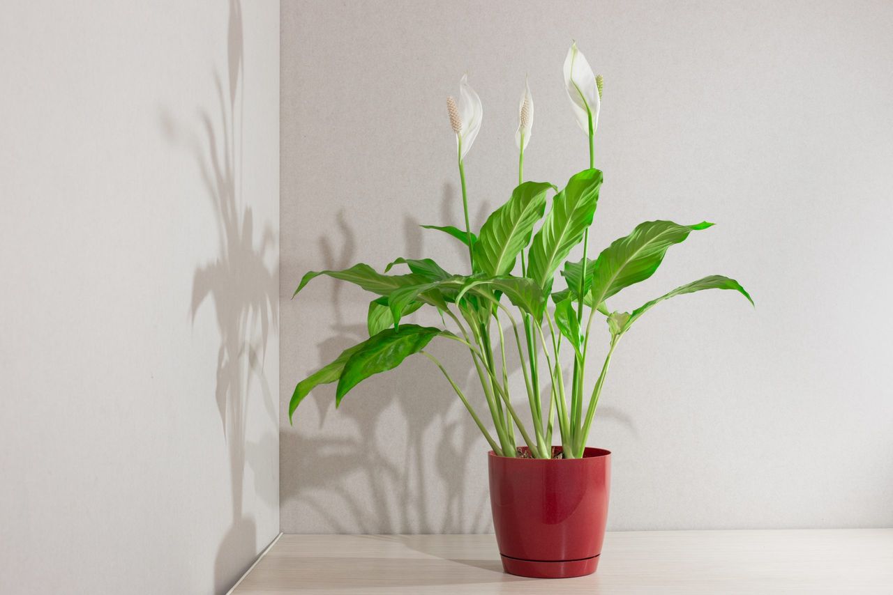 Spathiphyllum blooms. A plant with white flowers with the name Female happiness in a flower pot on a wooden table.