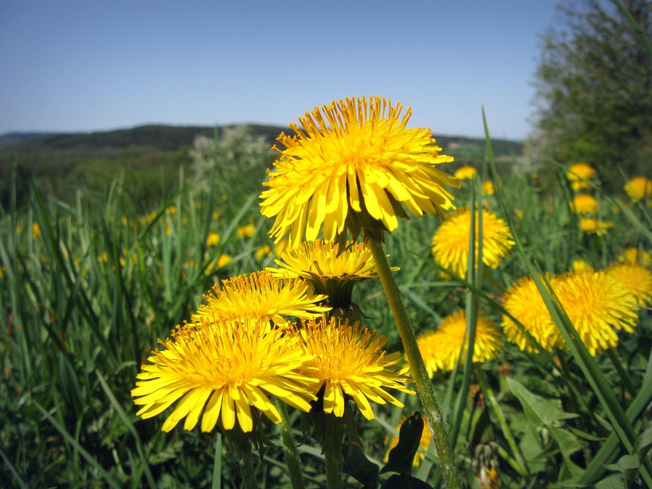 Sonchus on a meadow