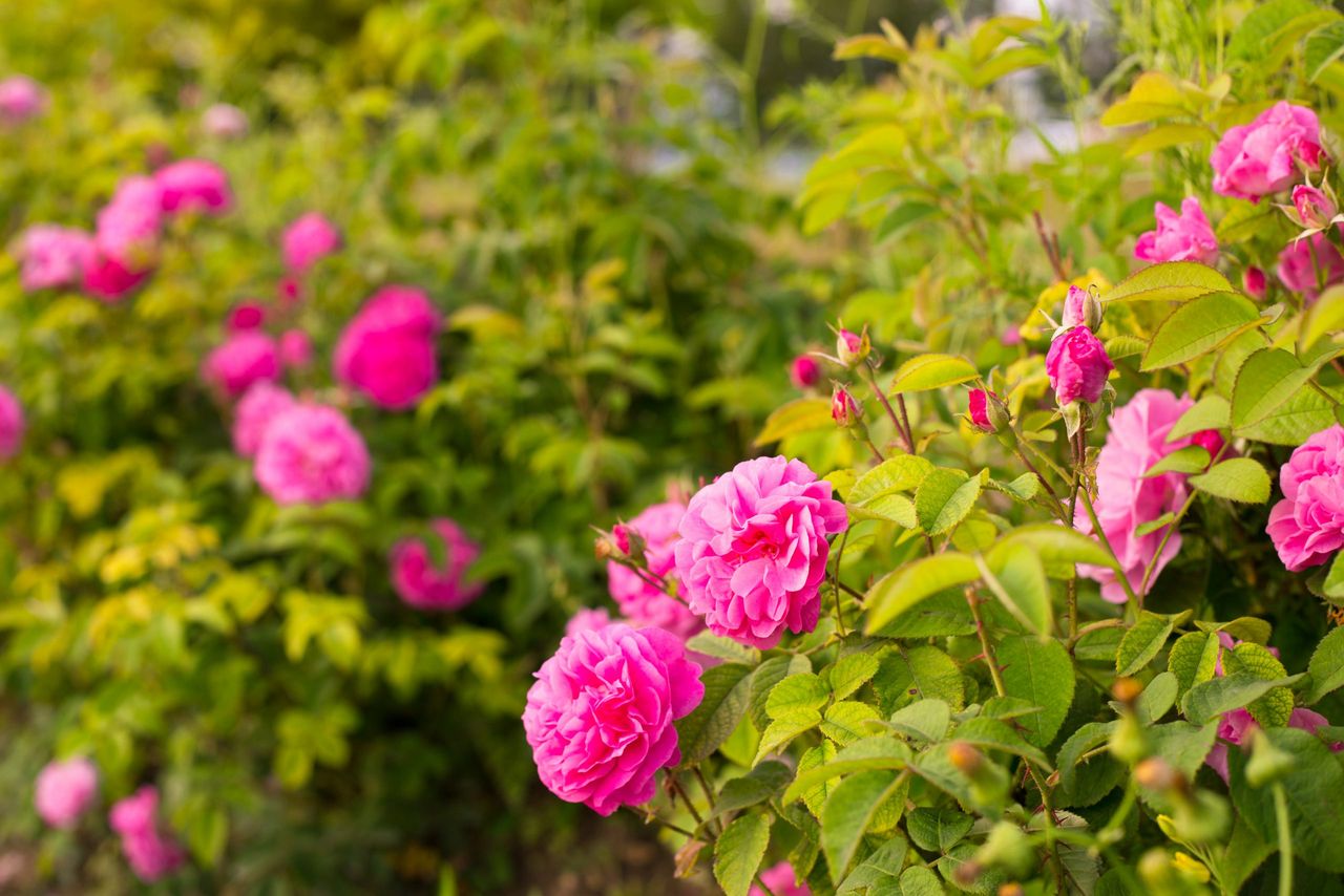 Pink roses on the Branch in the Garden.