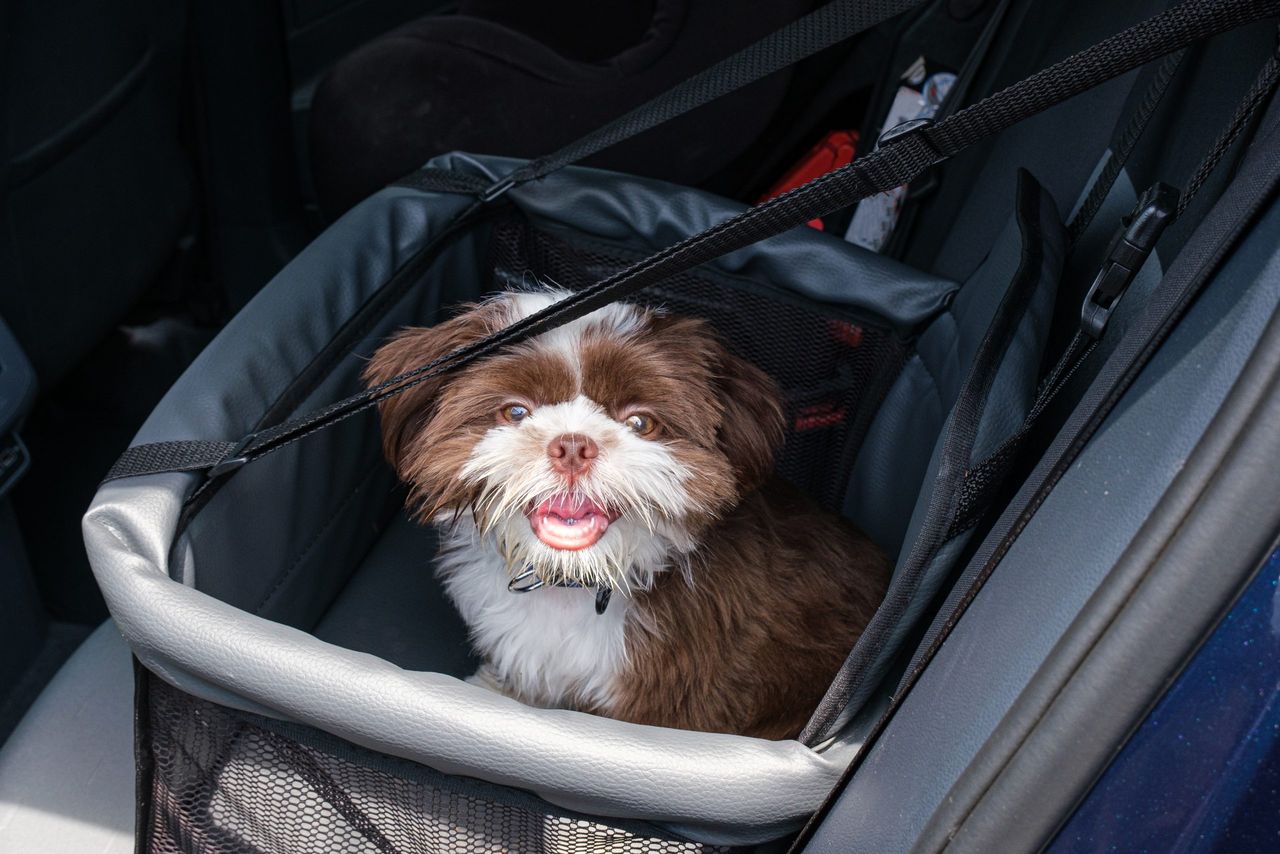 Shih tzu puppy, facing the camera and with his mouth open, on a car safety seat_top view.