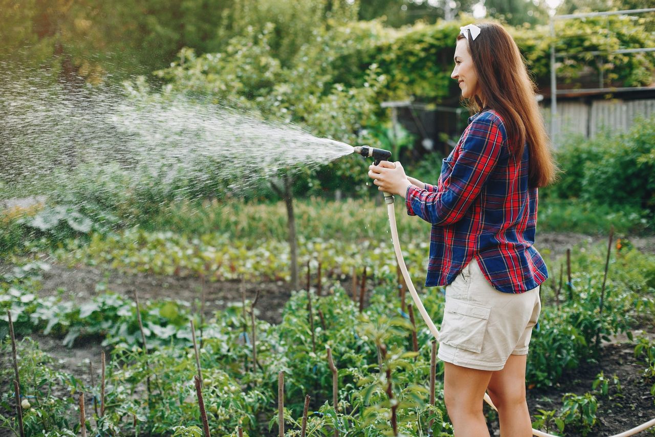 Woman works in a garden. Lady watering vegetables