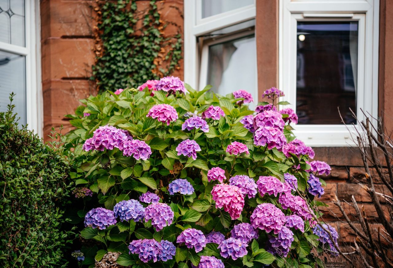 Pink and purple hydrangea bush under the window of English terraced house, little garden under fronw windows