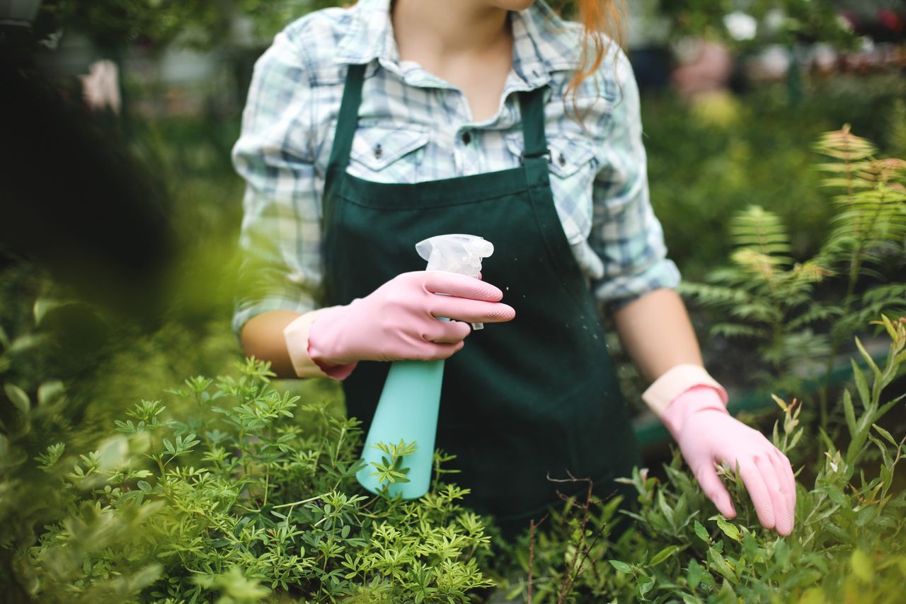 Close up photo of woman hands in pink gloves spraying plants leaves in greenhouse