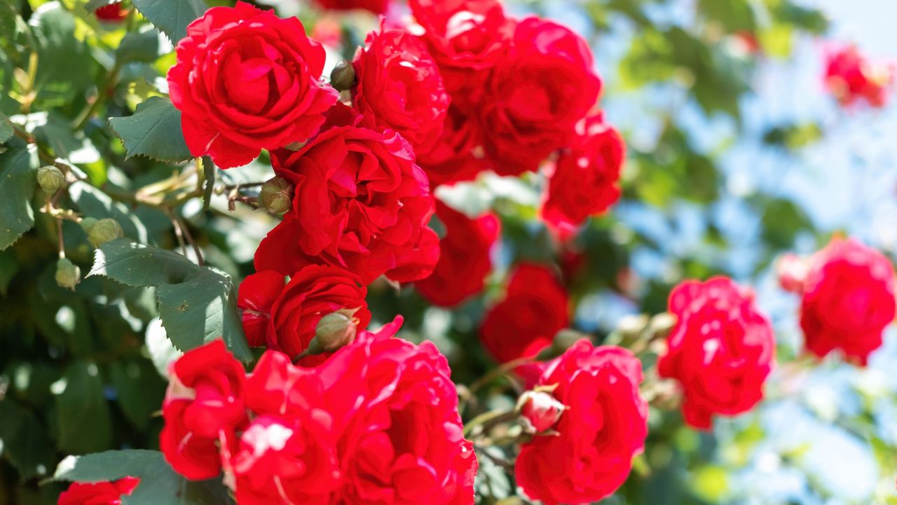 Close view of a bush of red roses