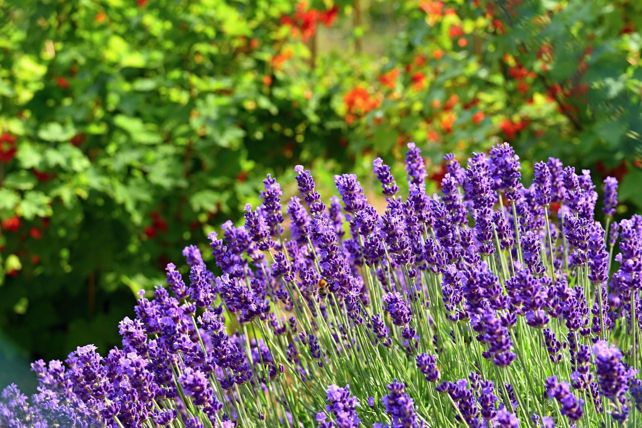 Beautiful natural background in a garden with a blooming lavender flower.