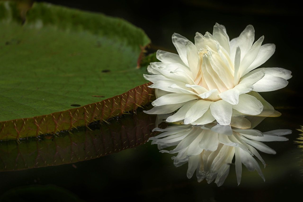 Największa lilia na świecie może zostać uznana za gatunek zagrożony. Fot. Freepik