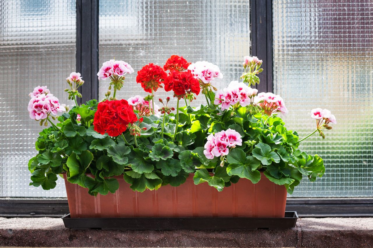 Nawóz do pelargonii możesz zrobić samodzielnie. Fot. Freepik