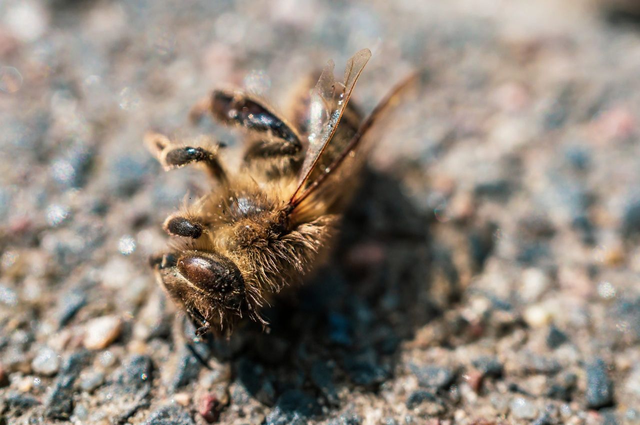 An extreme closeup of a dead bee on a pebbled surface