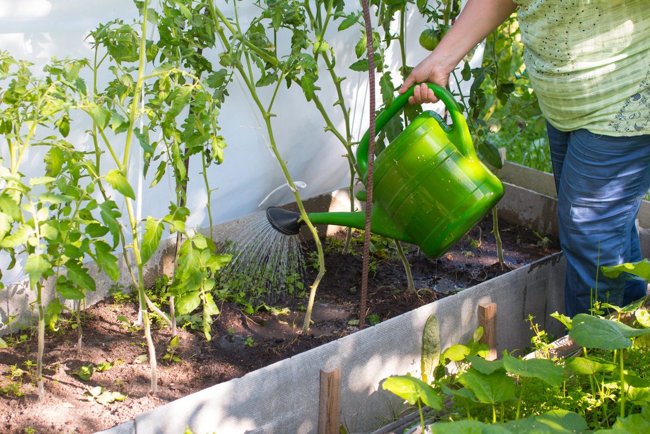 A woman with a watering can is watering the garden. Tomatoes in the greenhouse
