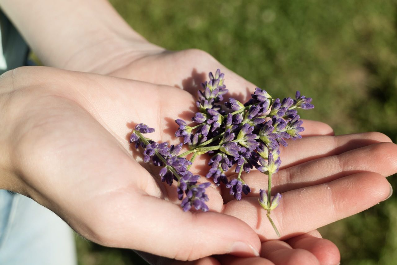 A closeup shot of a person holding purple English lavender flowers in his palm on a blurred background