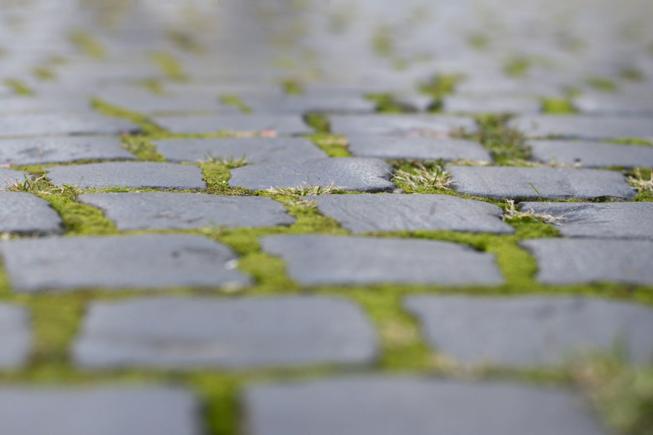 Stone old paving stones with moss, soft focus