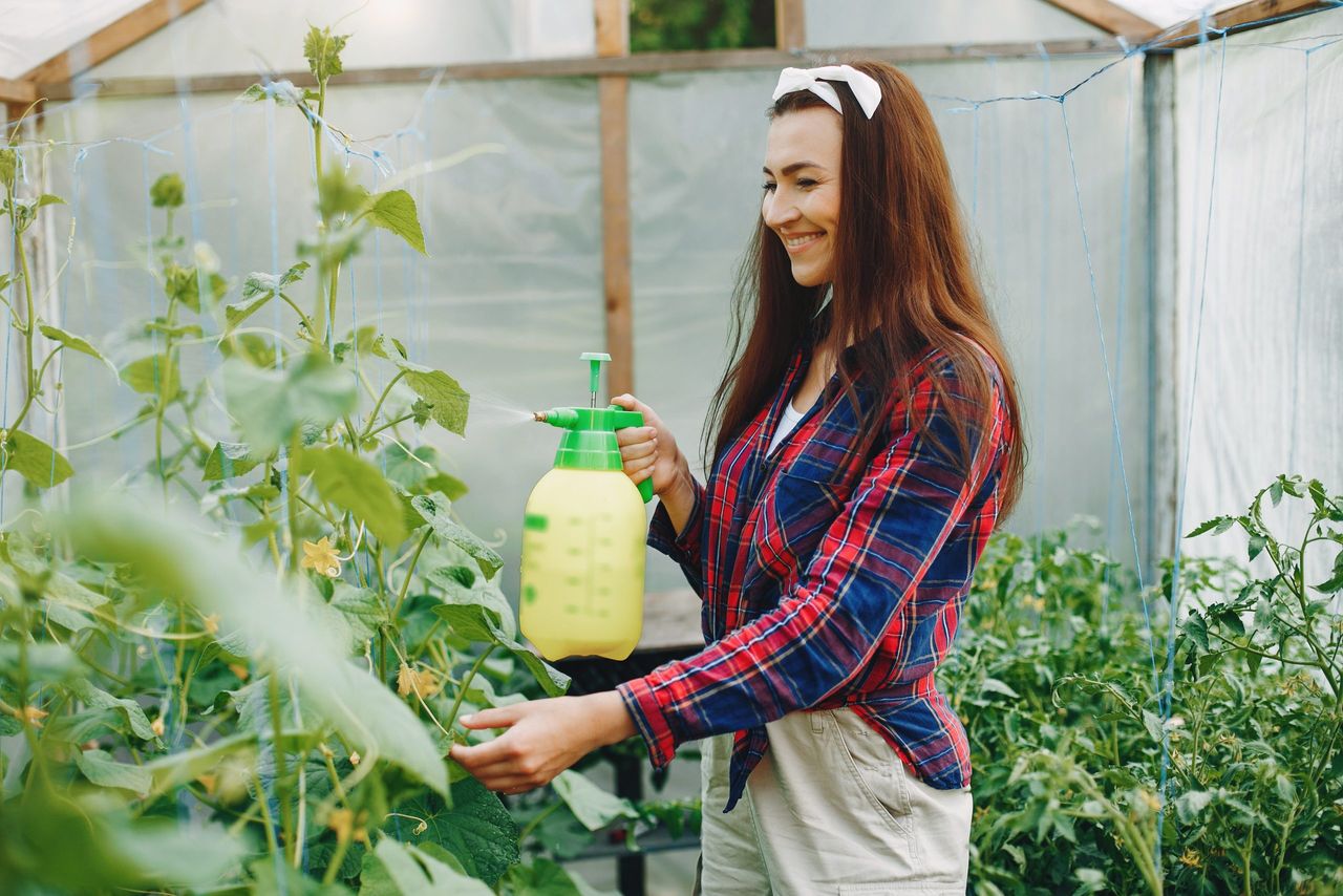 Woman works in a garden. Lady watering vegetables