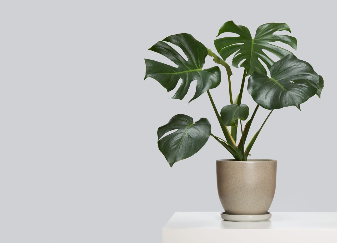 A beautiful decorative monstera flower in a gray pot stands on a white table on a light gray background. The interior is in the style of minimalism. Tropical leaves background with copy space.