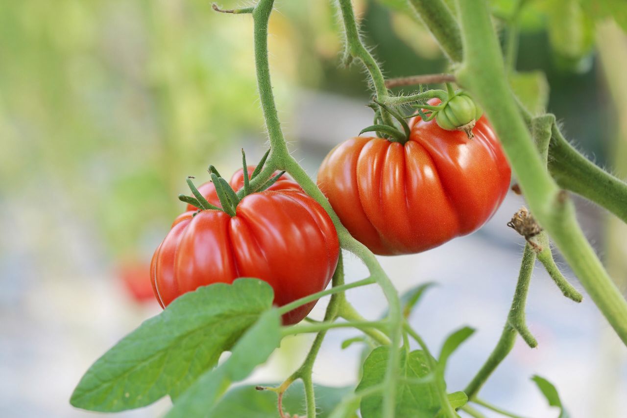 czerwone pomidory to zasługa domowej odżywki, fot. freepik