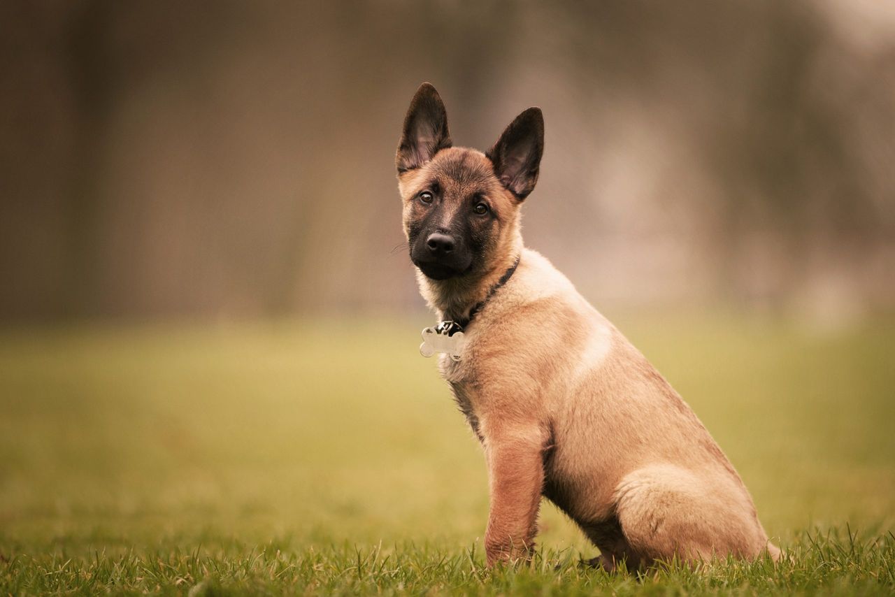 A selective focus shot of an adorable Belgian malinois puppy outdoors during daylight