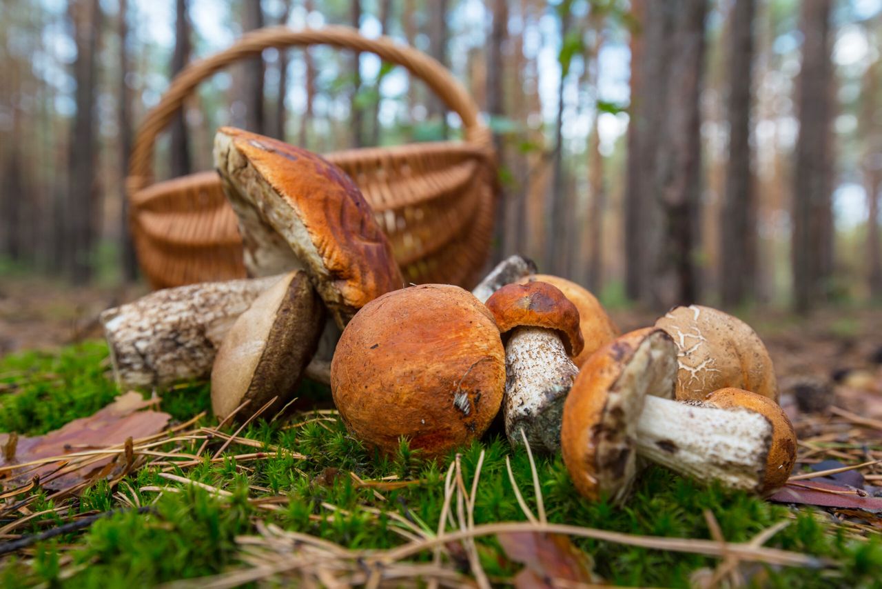 jak szybko rosną grzyby po deszczu? fot, freepik