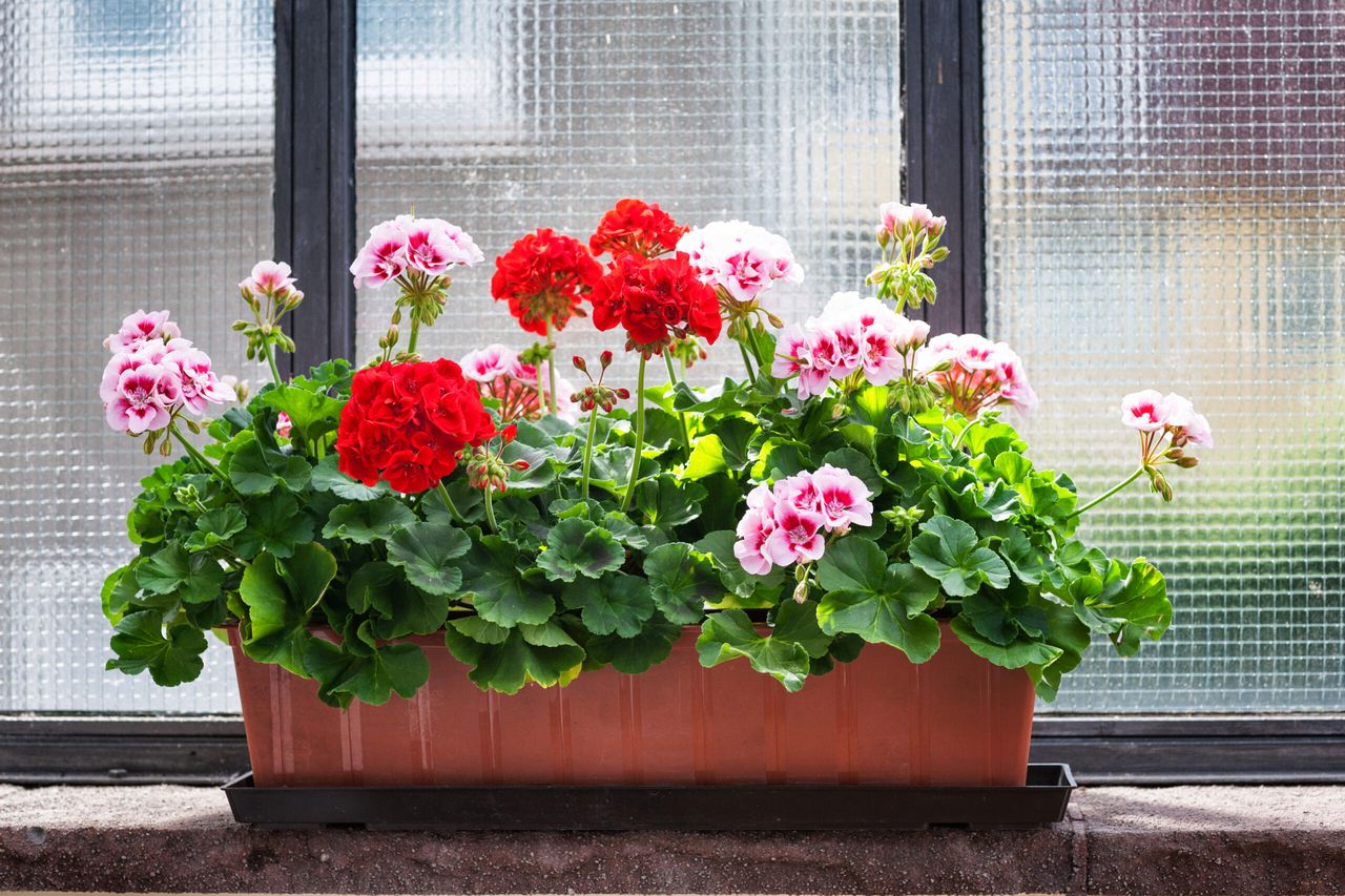 Geranium flowers on windowsill