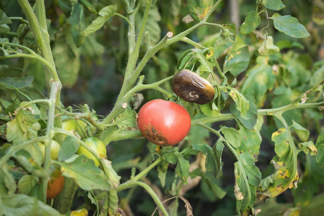 Pomidory odporne na zarazę, fot. freepik