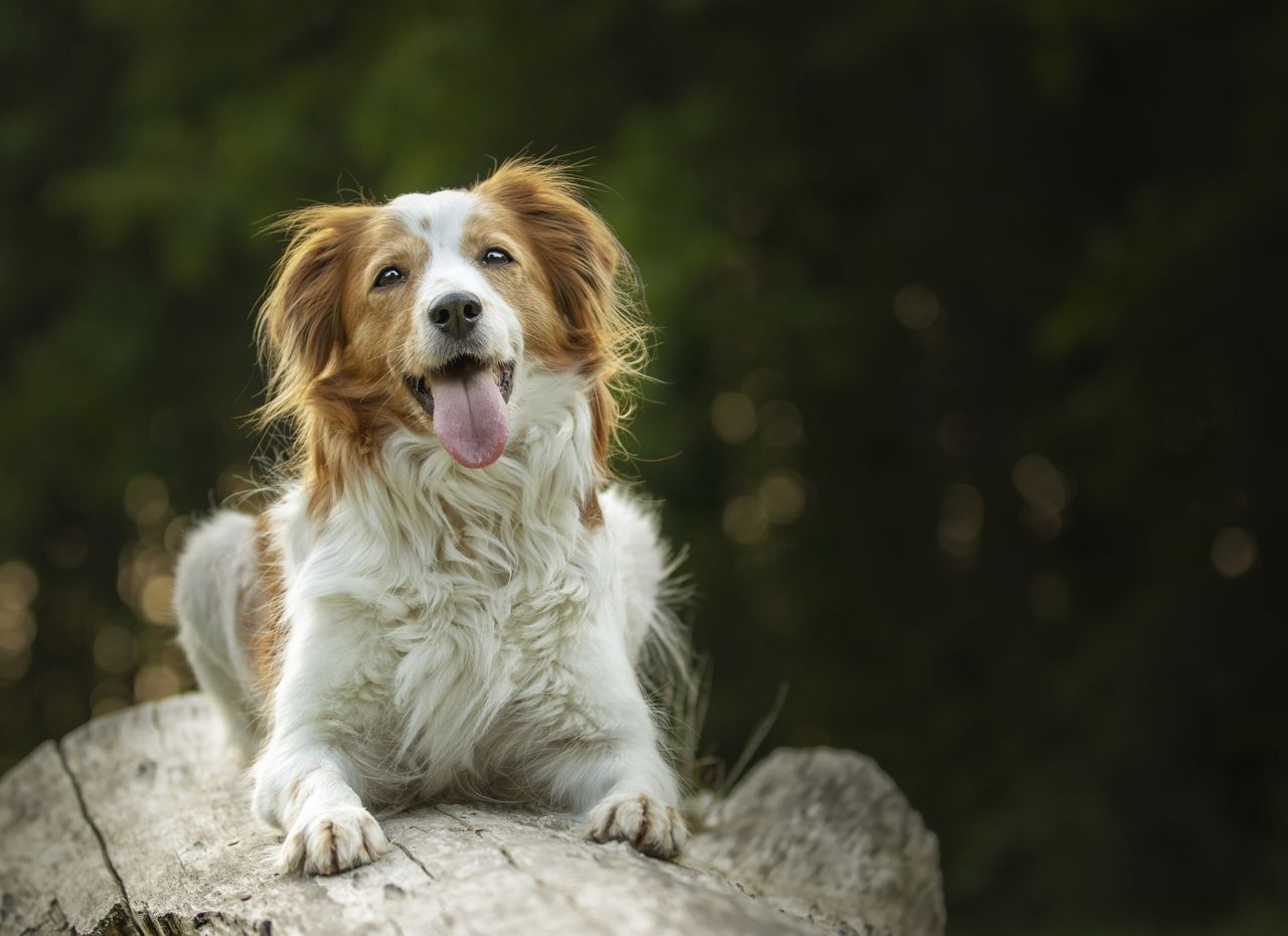 A selective focus shot of an adorable Kooikerhondje dog