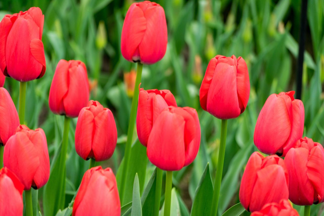 A beautiful shot of the colorful tulips in the field on a sunny day  - perfect for background