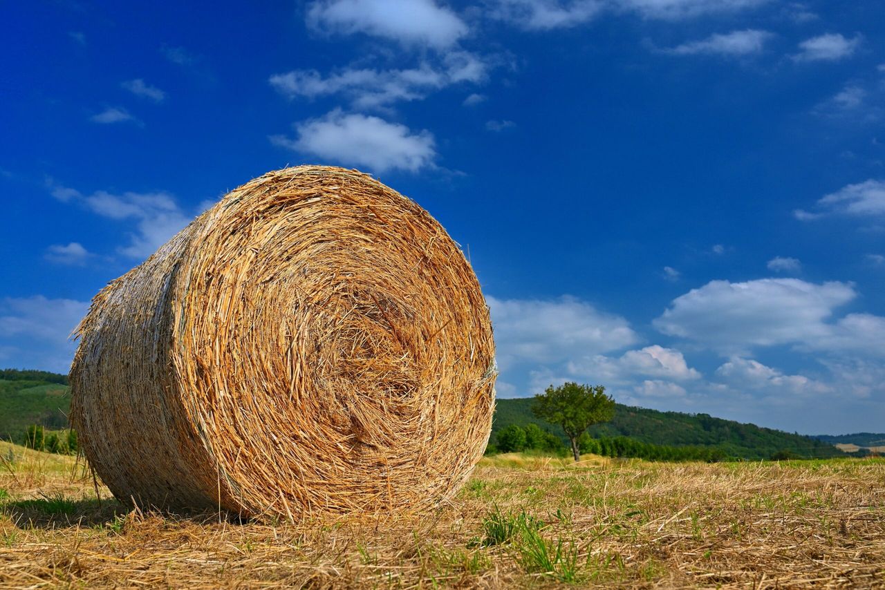 papier toaletowy ze słomy jest bardziej ekologiczny, fot. freepik