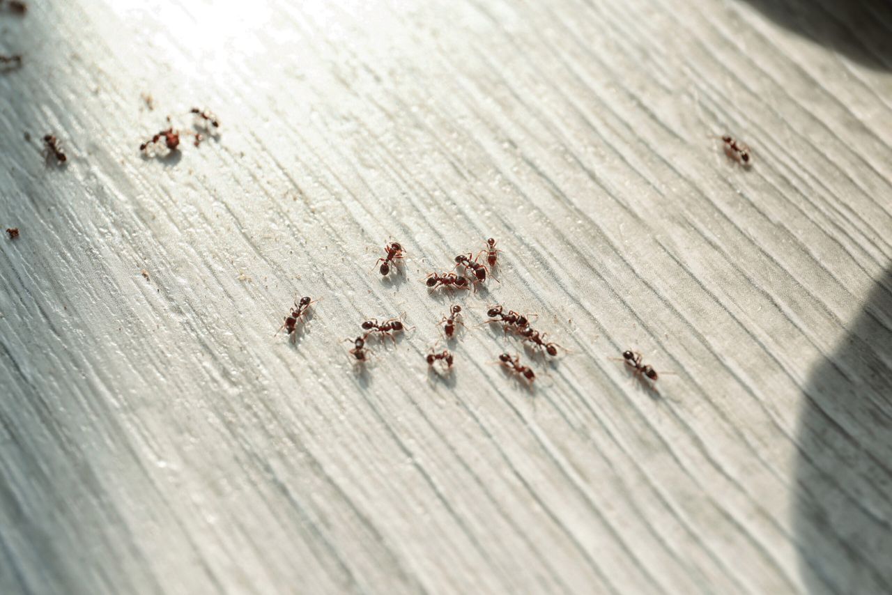 Many black ants on floor at home. Pest control