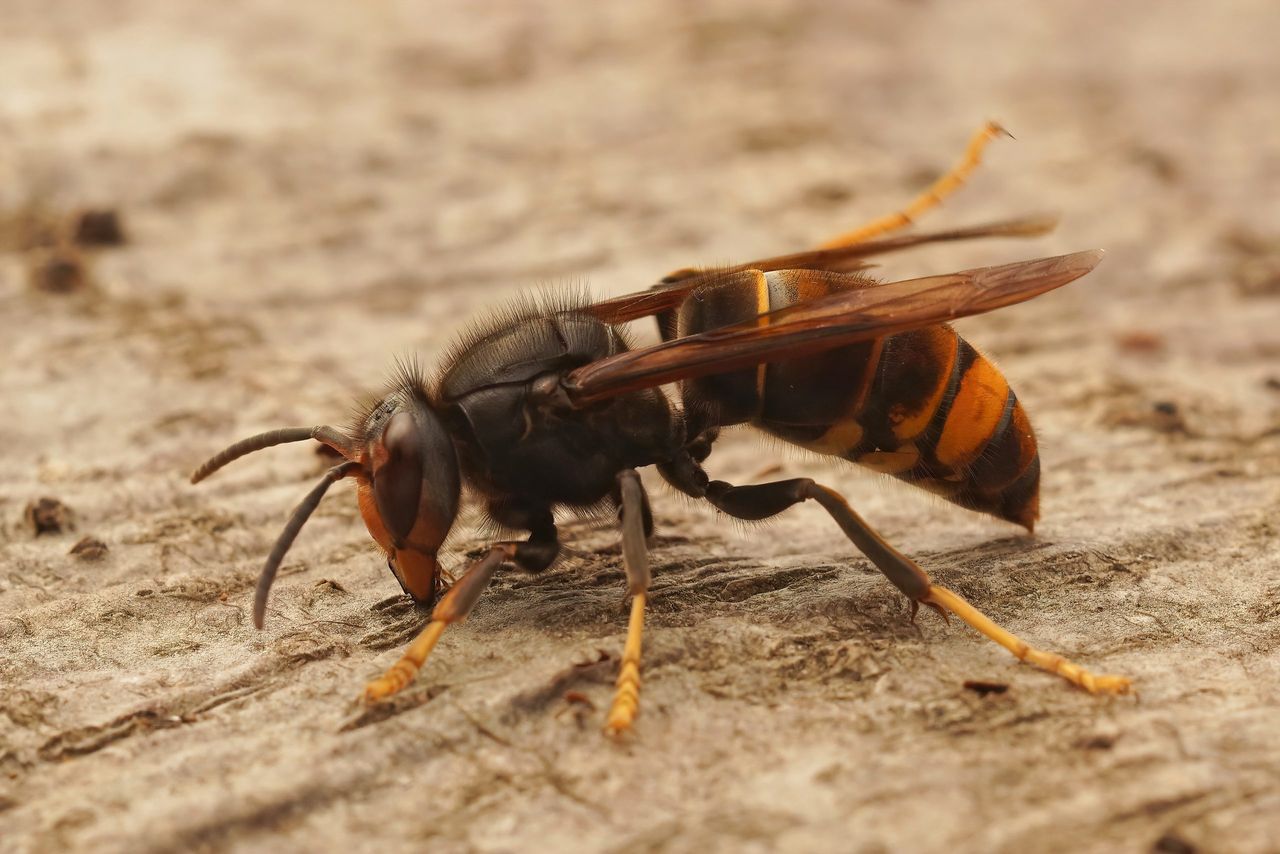 Closeup on the Asian yellow legged Hornet wasp,  Vespa velutina, a recently introduced threat to honeybees