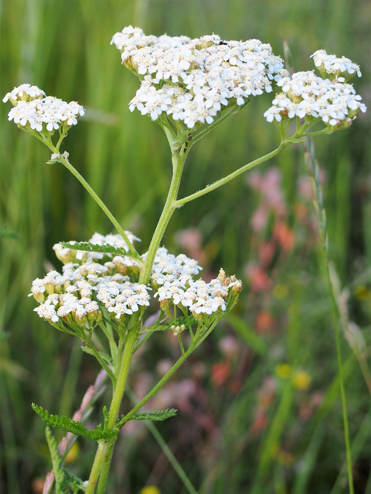 Achillea millefolium