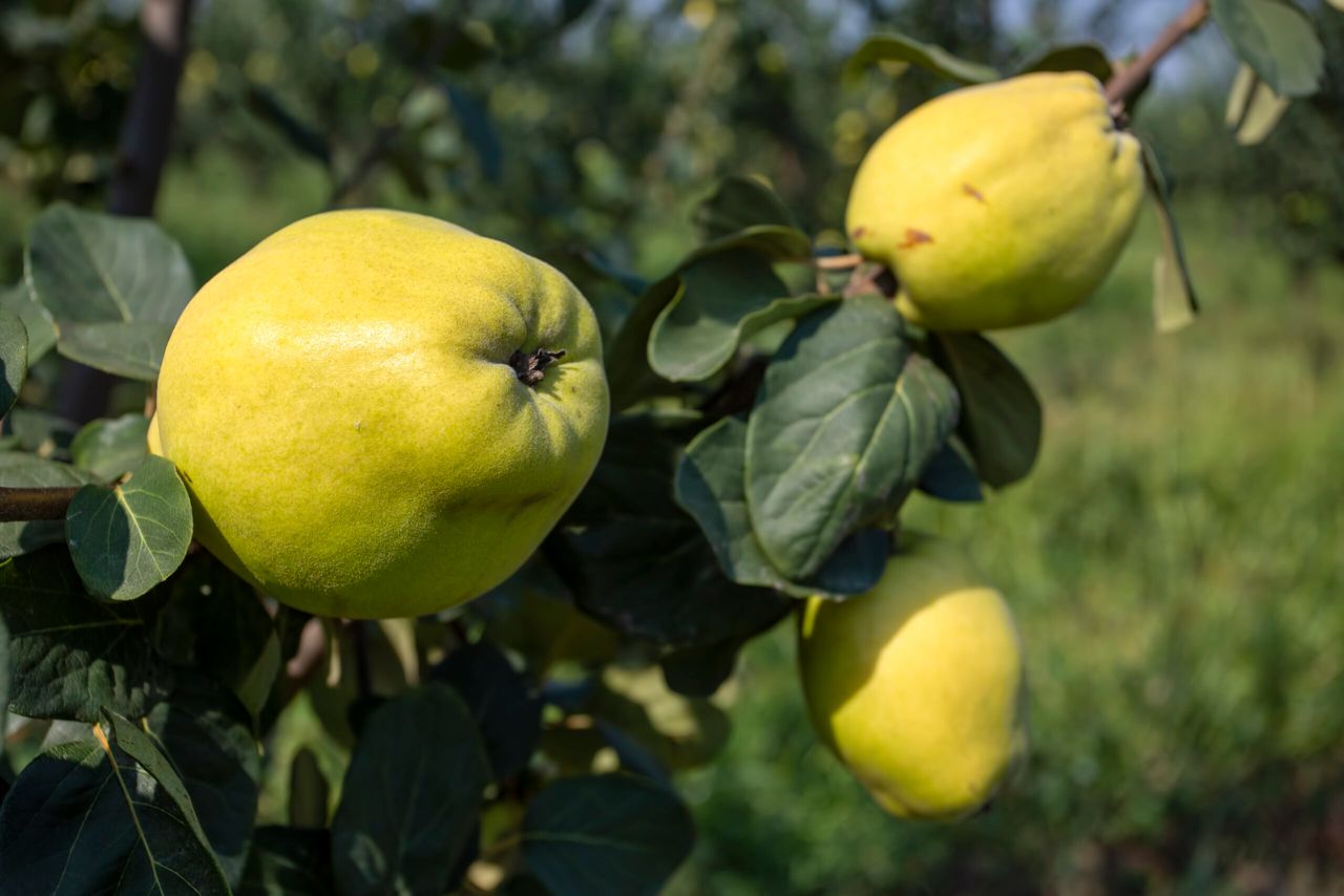 Organic fresh Quince tree, Izmir / Turkey