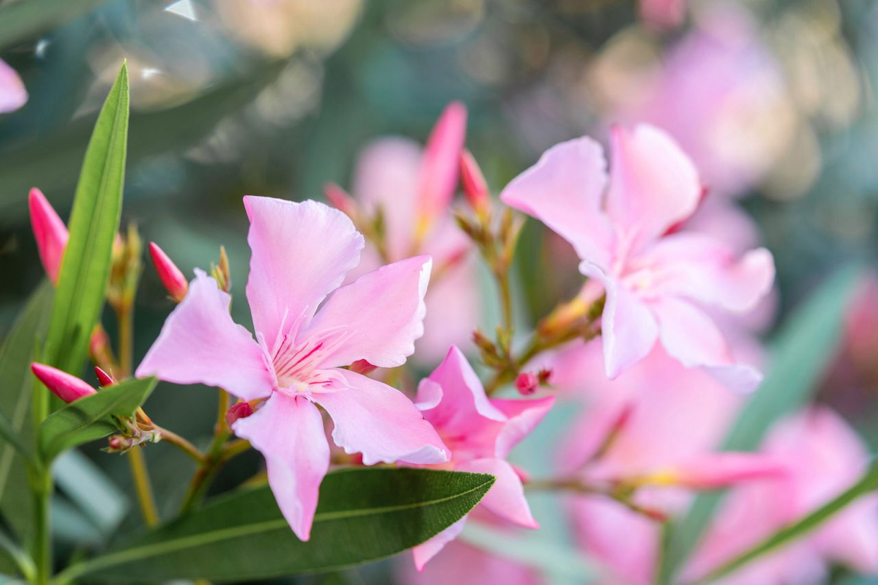 Oleander to szkodliwy kwiat do sypialni. Fot. Freepik